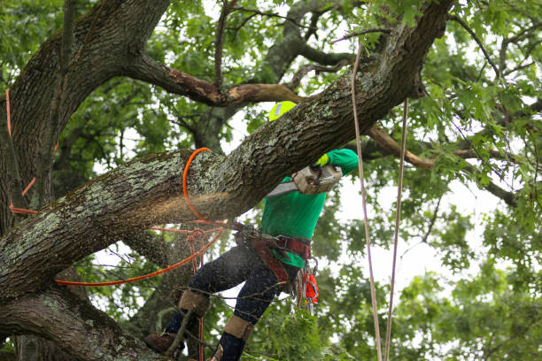 How Our Tree Care Process Works  in  Huntingtown, MD